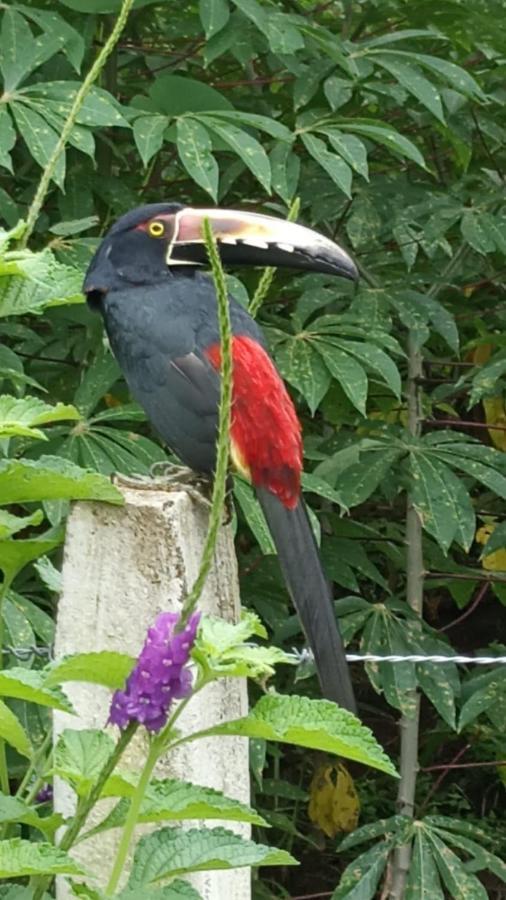 Villa Ceiba La Fortuna Екстериор снимка