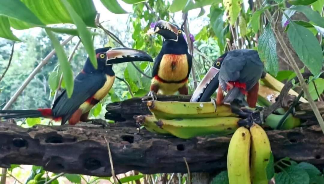 Villa Ceiba La Fortuna Екстериор снимка
