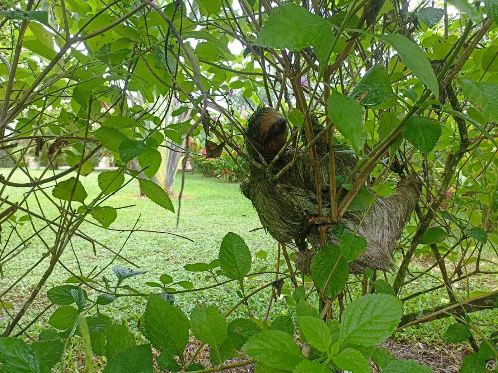Villa Ceiba La Fortuna Екстериор снимка
